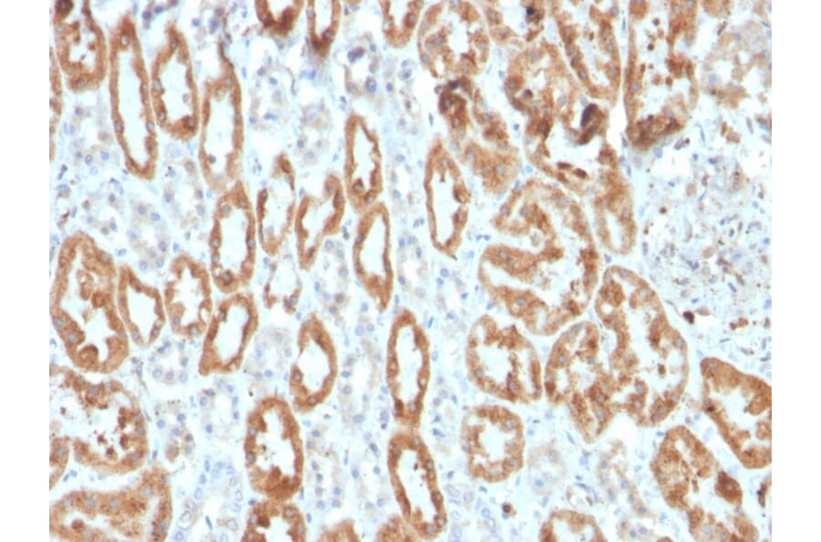 Immunohistochemistry - Anti-COX2 Antibody [COX2/3320R] - BSA and Azide free (A252953) - Antibodies.com