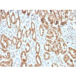 Immunohistochemistry - Anti-COX2 Antibody [COX2/3320R] - BSA and Azide free (A252953) - Antibodies.com