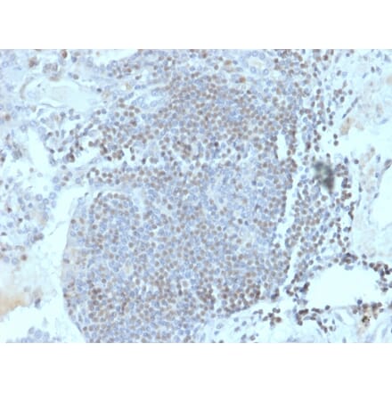 Immunohistochemistry - Anti-HOMEZ Antibody [PCRP-HOMEZ-1A5] - BSA and Azide free (A252955) - Antibodies.com
