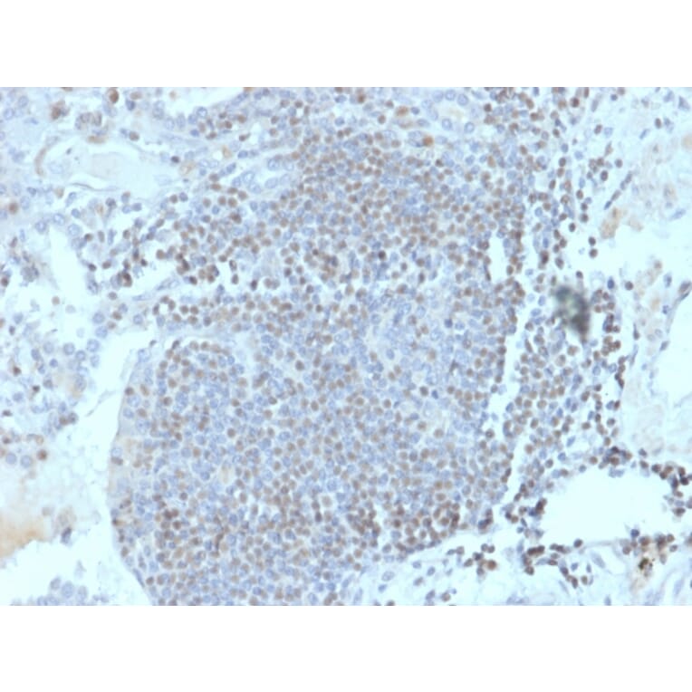Immunohistochemistry - Anti-HOMEZ Antibody [PCRP-HOMEZ-1A5] - BSA and Azide free (A252955) - Antibodies.com