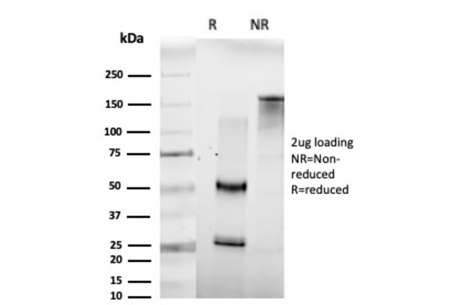 SDS-PAGE - Anti-HOMEZ Antibody [PCRP-HOMEZ-1A5] - BSA and Azide free (A252955) - Antibodies.com