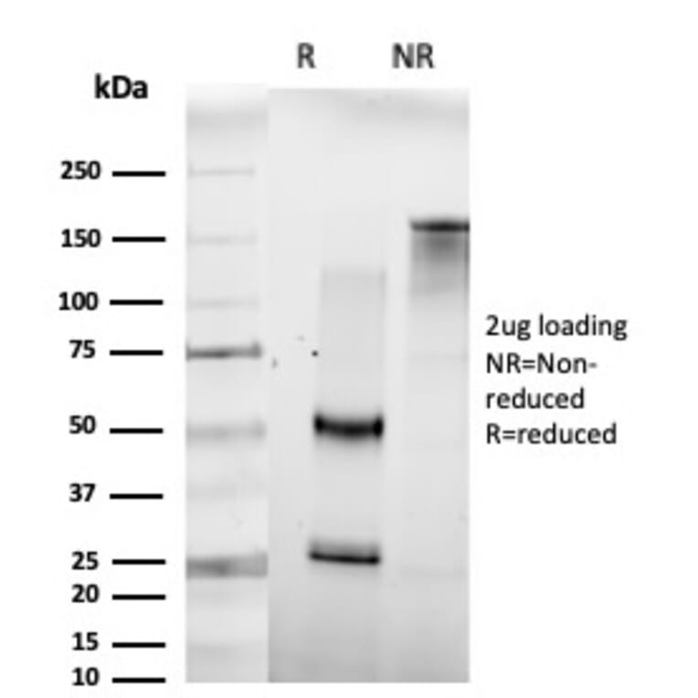 SDS-PAGE - Anti-HOMEZ Antibody [PCRP-HOMEZ-1A5] - BSA and Azide free (A252955) - Antibodies.com