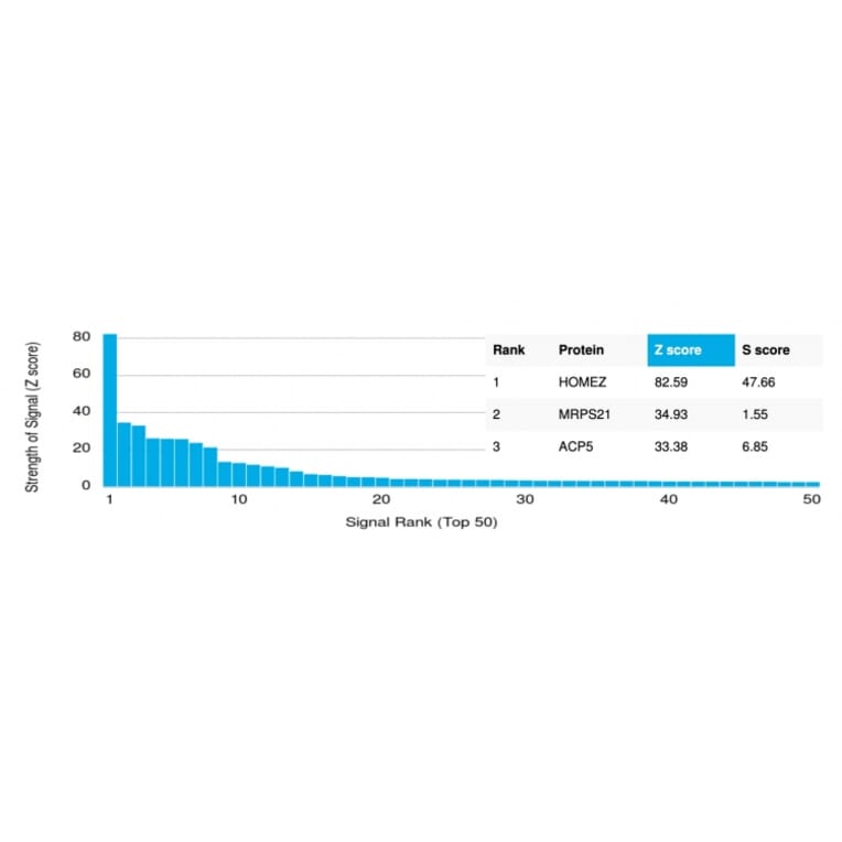 Protein Array - Anti-HOMEZ Antibody [PCRP-HOMEZ-1A5] - BSA and Azide free (A252954) - Antibodies.com