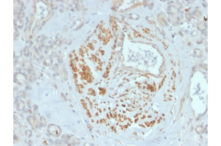 Immunohistochemistry - Anti-HOMEZ Antibody [PCRP-HOMEZ-1B5] - BSA and Azide free (A252956) - Antibodies.com