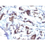 Immunohistochemistry - Anti-ZFYVE28 Antibody [LST2/2426] - BSA and Azide free (A252957) - Antibodies.com