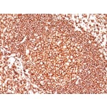 Immunohistochemistry - Anti-CD45 Antibody [136-4B5] - BSA and Azide free (A249780) - Antibodies.com