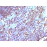 Immunohistochemistry - Anti-CD45 Antibody [Bra55] - BSA and Azide free (A252962) - Antibodies.com