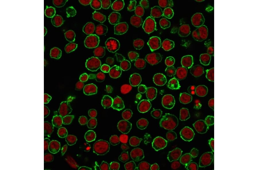 Immunofluorescence - Anti-CD45 Antibody [Bra55] - BSA and Azide free (A252962) - Antibodies.com