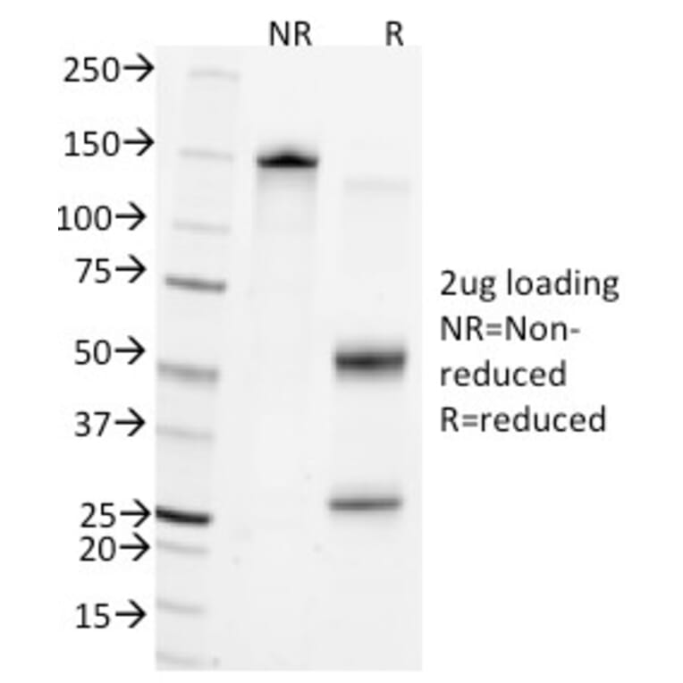 SDS-PAGE - Anti-CD45 Antibody [Bra55] - BSA and Azide free (A252962) - Antibodies.com