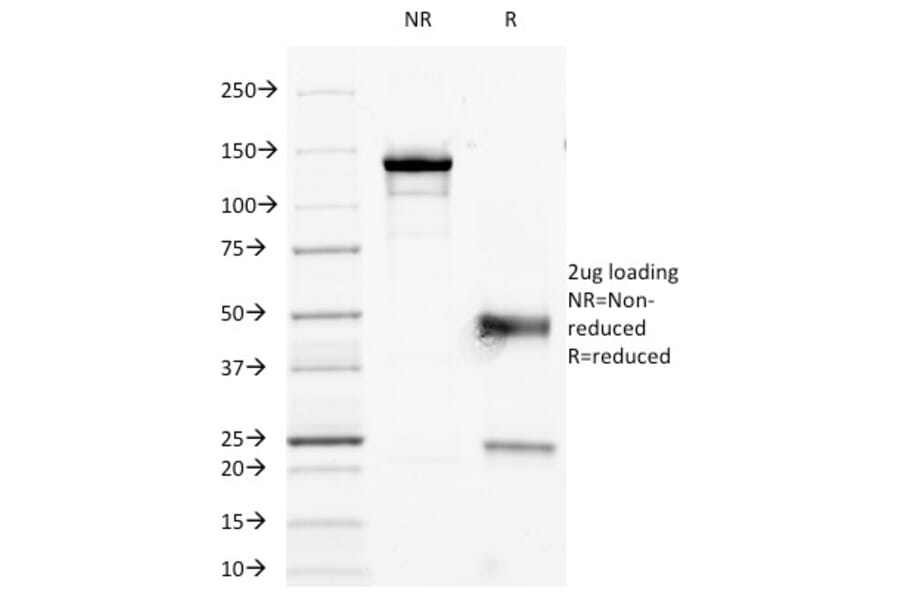 SDS-PAGE - Anti-CD45RO Antibody [190-2F2.5] - BSA and Azide free (A252963) - Antibodies.com