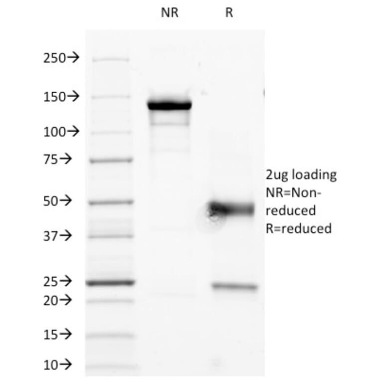 SDS-PAGE - Anti-CD45RO Antibody [190-2F2.5] - BSA and Azide free (A252963) - Antibodies.com