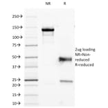 SDS-PAGE - Anti-CD45RO Antibody [190-2F2.5] - BSA and Azide free (A252963) - Antibodies.com