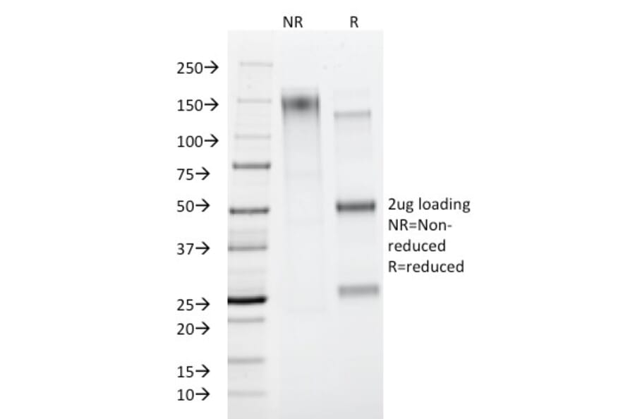 SDS-PAGE - Anti-CD45RA Antibody [PTPRC/818] - BSA and Azide free (A252965) - Antibodies.com