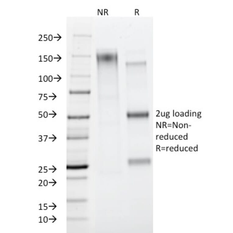 SDS-PAGE - Anti-CD45RA Antibody [PTPRC/818] - BSA and Azide free (A252965) - Antibodies.com