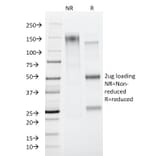 SDS-PAGE - Anti-CD45RA Antibody [PTPRC/818] - BSA and Azide free (A252965) - Antibodies.com