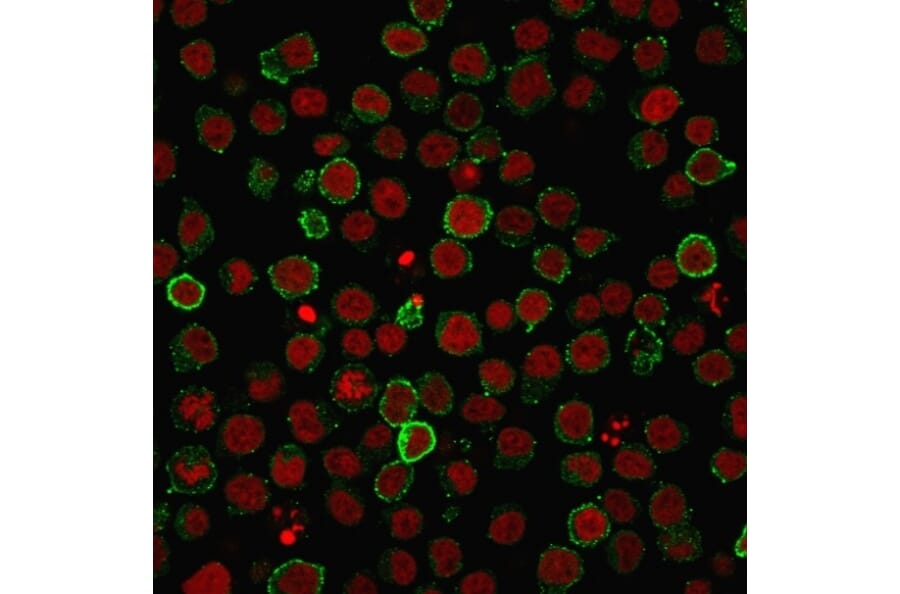Immunofluorescence - Anti-CD45RA Antibody [PTPRC/818] - BSA and Azide free (A252965) - Antibodies.com