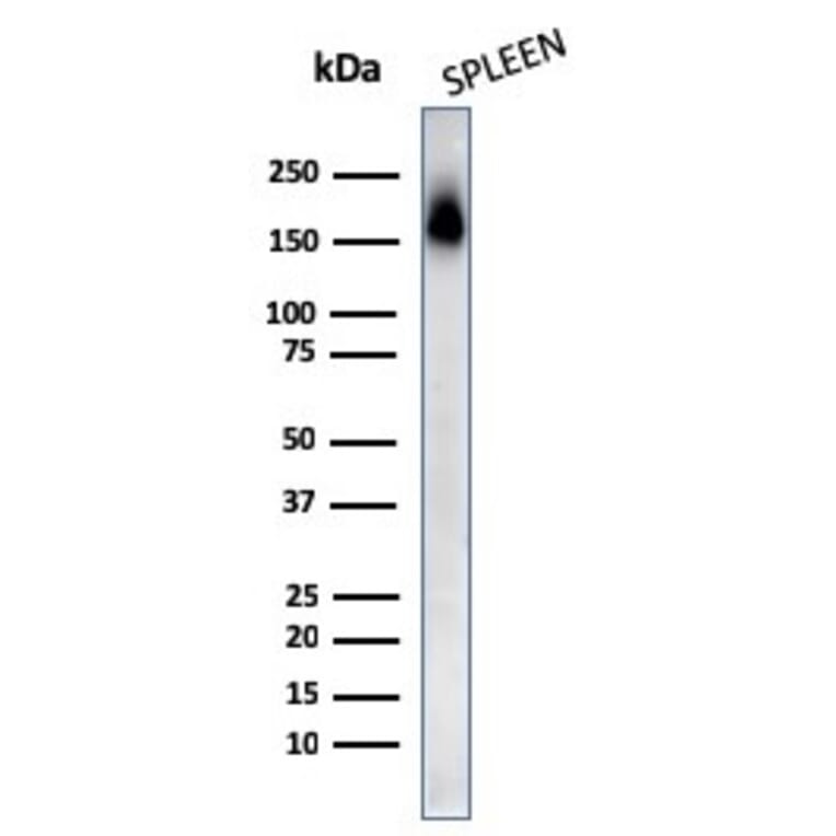 Western Blot - Anti-CD45RA Antibody [PTPRC/818] - BSA and Azide free (A252965) - Antibodies.com