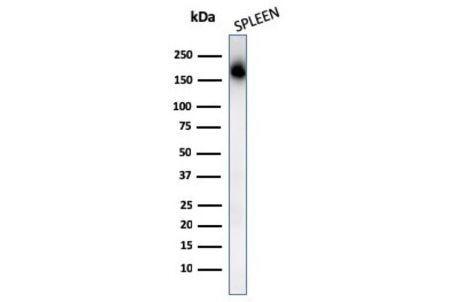 Western Blot - Anti-CD45RA Antibody [PTPRC/1131] - BSA and Azide free (A252966) - Antibodies.com