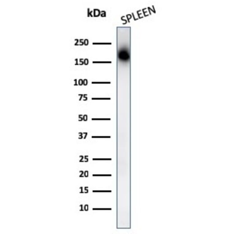 Western Blot - Anti-CD45RA Antibody [PTPRC/1131] - BSA and Azide free (A252966) - Antibodies.com