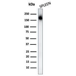 Western Blot - Anti-CD45RA Antibody [PTPRC/1131] - BSA and Azide free (A252966) - Antibodies.com