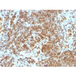 Immunohistochemistry - Anti-CD45RB Antibody [PTPRC/1132] - BSA and Azide free (A252966) - Antibodies.com