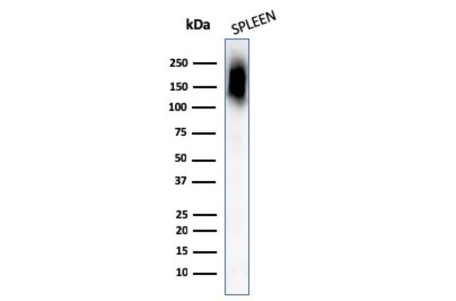 Western Blot - Anti-CD45RB Antibody [PTPRC/1132] - BSA and Azide free (A252967) - Antibodies.com