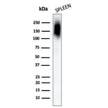 Western Blot - Anti-CD45RB Antibody [PTPRC/1132] - BSA and Azide free (A252967) - Antibodies.com