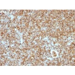 Immunohistochemistry - Anti-CD45RB Antibody [PTPRC/1147] - BSA and Azide free (A252967) - Antibodies.com