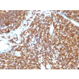 Immunohistochemistry - Anti-CD45RB Antibody [PTPRC/1147] - BSA and Azide free (A252968) - Antibodies.com