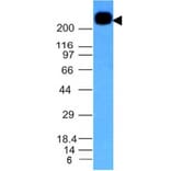 Western Blot - Anti-CD45RB Antibody [PTPRC/1147] - BSA and Azide free (A252968) - Antibodies.com