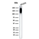 Western Blot - Anti-CD45RB Antibody [PTPRC/1147] - BSA and Azide free (A252968) - Antibodies.com