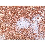 Immunohistochemistry - Anti-CD45RO Antibody [UCHL-1 + T200/797] - BSA and Azide free (A252969) - Antibodies.com