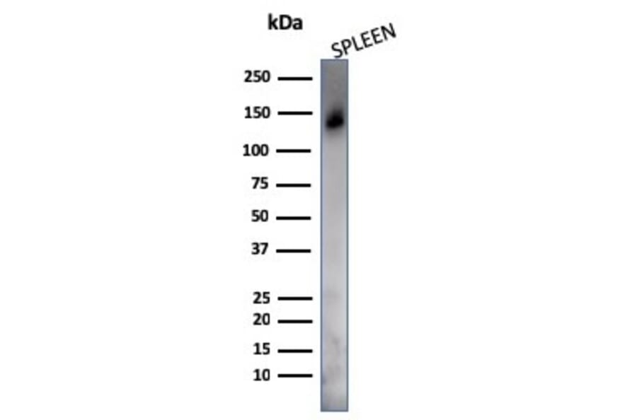 Western Blot - Anti-CD45RO Antibody [UCHL-1 + T200/797] - BSA and Azide free (A252970) - Antibodies.com