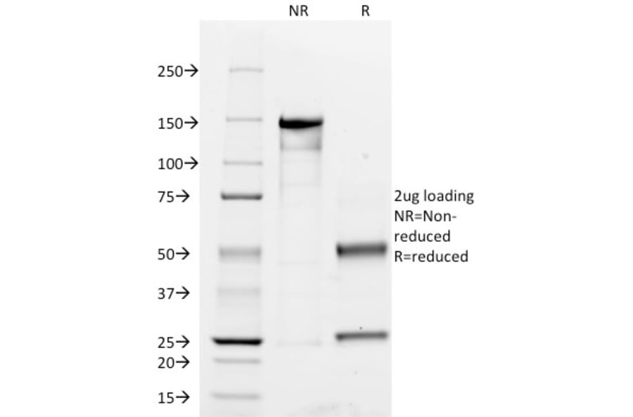 SDS-PAGE - Anti-CD45RO Antibody [UCHL-1] - BSA and Azide free (A252971) - Antibodies.com