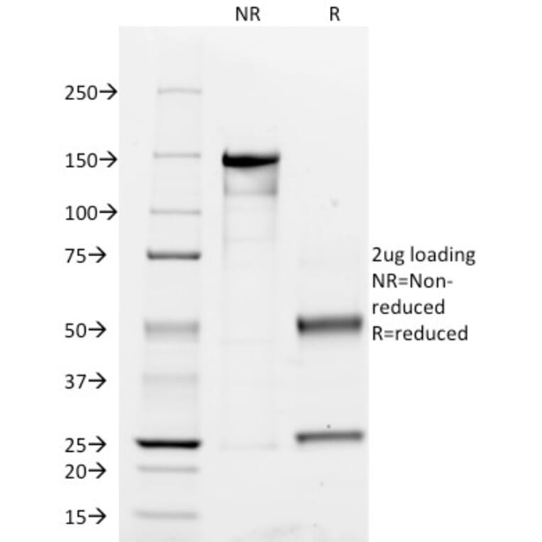 SDS-PAGE - Anti-CD45RO Antibody [UCHL-1] - BSA and Azide free (A252971) - Antibodies.com