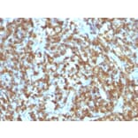 Immunohistochemistry - Anti-CD45RO Antibody [SPM125] - BSA and Azide free (A252971) - Antibodies.com