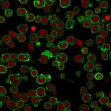 Immunofluorescence - Anti-CD45 Antibody [PTPRC/1461] - BSA and Azide free (A252974) - Antibodies.com