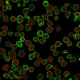 Immunofluorescence - Anti-CD45 Antibody [F10-89-4] - BSA and Azide free (A252974) - Antibodies.com