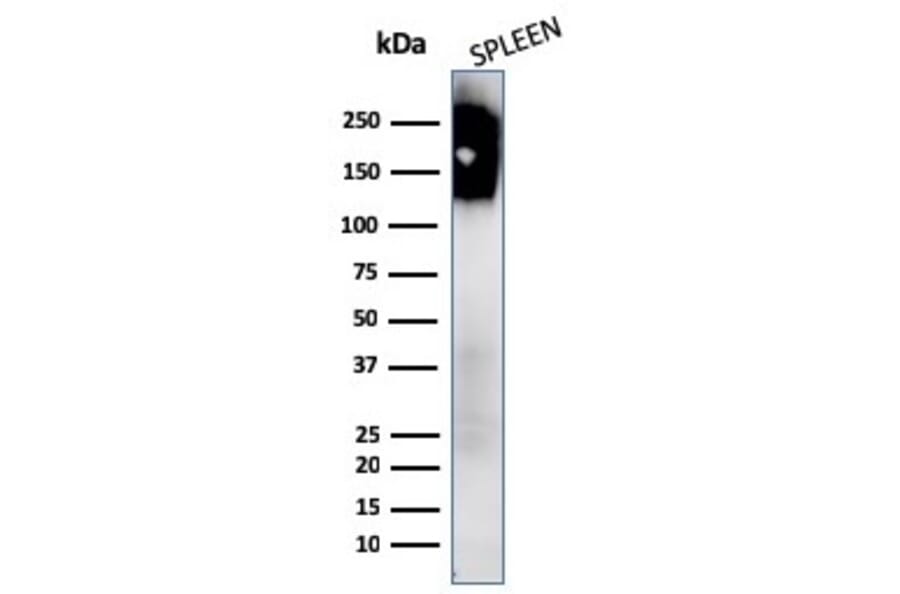 Western Blot - Anti-CD45 Antibody [PTPRC/1147 + PTPRC/1460] - BSA and Azide free (A252976) - Antibodies.com