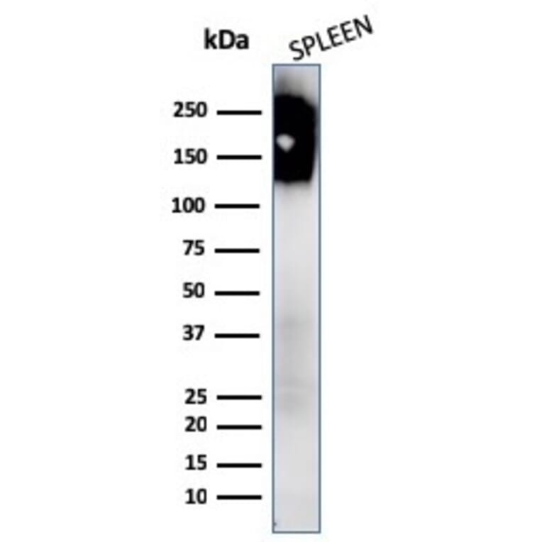 Western Blot - Anti-CD45 Antibody [PTPRC/1147 + PTPRC/1460] - BSA and Azide free (A252976) - Antibodies.com
