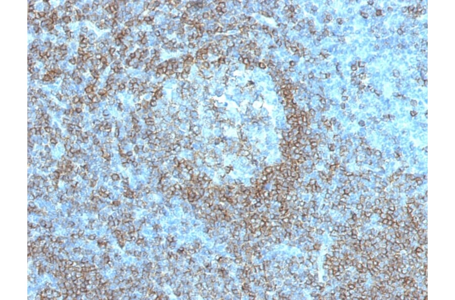 Immunohistochemistry - Anti-CD45RA Antibody [K4B5] - BSA and Azide free (A252977) - Antibodies.com