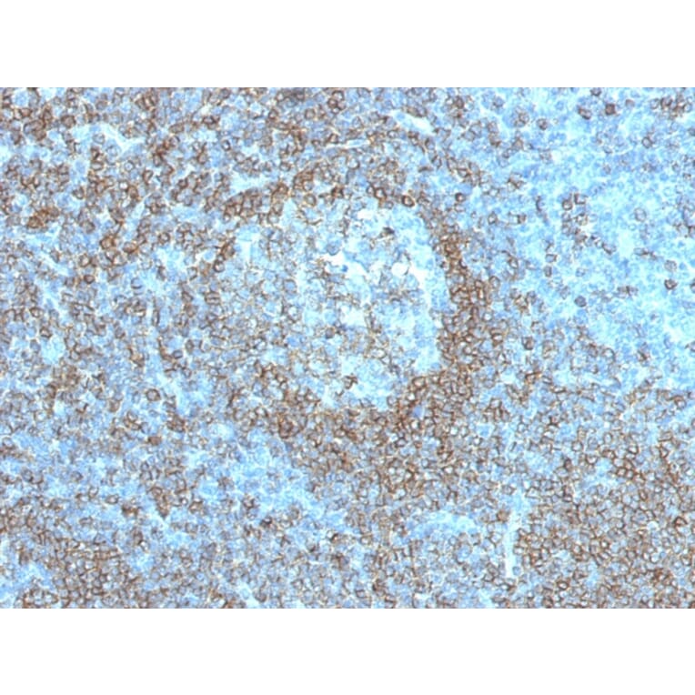 Immunohistochemistry - Anti-CD45RA Antibody [K4B5] - BSA and Azide free (A252977) - Antibodies.com