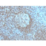 Immunohistochemistry - Anti-CD45RA Antibody [K4B5] - BSA and Azide free (A252977) - Antibodies.com
