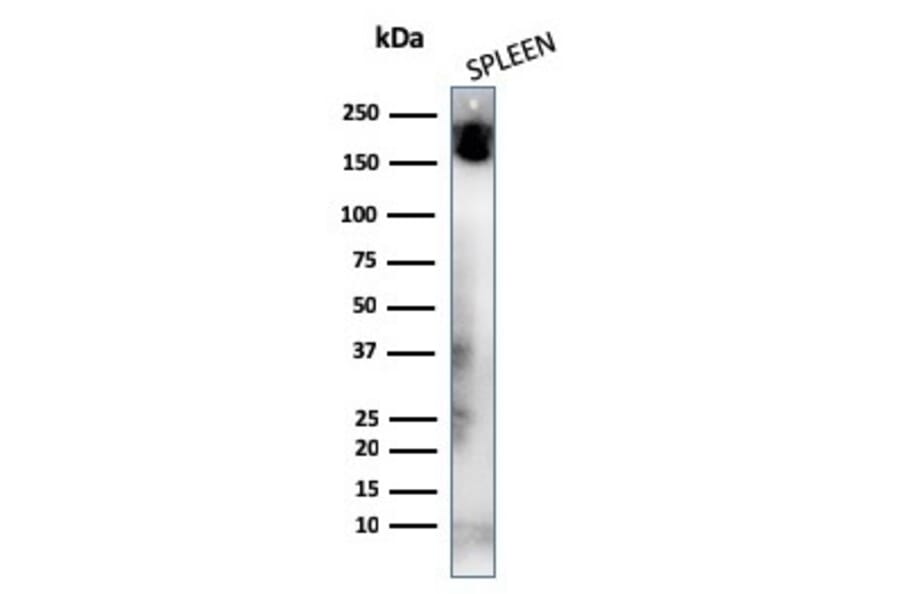 Western Blot - Anti-CD45RA Antibody [K4B5] - BSA and Azide free (A252977) - Antibodies.com