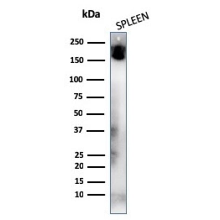 Western Blot - Anti-CD45RA Antibody [K4B5] - BSA and Azide free (A252977) - Antibodies.com