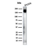 Western Blot - Anti-CD45RA Antibody [K4B5] - BSA and Azide free (A252977) - Antibodies.com