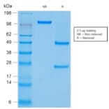 SDS-PAGE - Anti-CD45 Antibody [rPTPRC/1460] - BSA and Azide free (A252978) - Antibodies.com