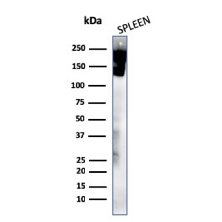 Western Blot - Anti-CD45 Antibody [rPTPRC/1460] - BSA and Azide free (A252978) - Antibodies.com