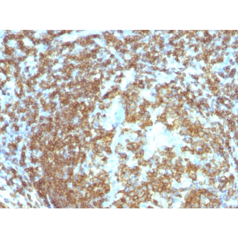 Immunohistochemistry - Anti-CD45RA Antibody [158-4D3] - BSA and Azide free (A252979) - Antibodies.com