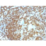 Immunohistochemistry - Anti-CD45RA Antibody [158-4D3] - BSA and Azide free (A252979) - Antibodies.com